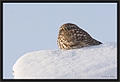 steenuil_MG_6740
