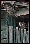 steenuil_MG_9555