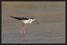 steltkluut_MG_0632