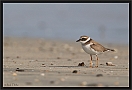 strandplevier_MG_1519