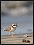strandplevier_MG_1539
