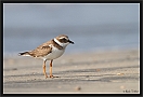 strandplevier_MG_1558