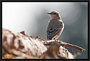 tapuit_MG_5271