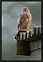 torenvalk_MG_0741