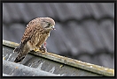 torenvalk_MG_0916