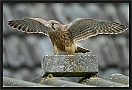 torenvalk_MG_1043