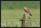 torenvalk_MG_2824