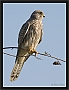torenvalk_MG_5842