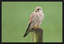 torenvalk_MG_7935
