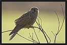 torenvalk_MG_8710