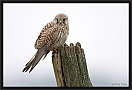 torenvalk_MG_9661