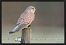 torenvalk_MG_9993