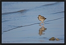 tureluur_MG_9101
