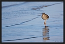 tureluur_MG_9129