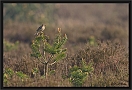 veldleeuwerik_MG_0882