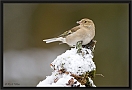 vink_MG_5360