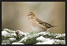 vink_MG_5635