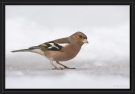 vink_MG_5755
