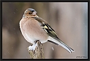 vink_MG_7741