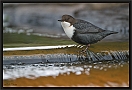 waterspreeuw_MG_2602