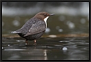 waterspreeuw_MG_3231