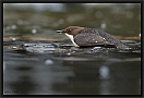 waterspreeuw_MG_3246