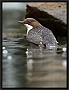 waterspreeuw_MG_3267
