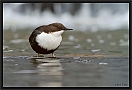 waterspreeuw_MG_3307