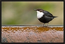 waterspreeuw_MG_3370