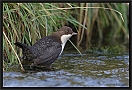 waterspreeuw_MG_6629-2