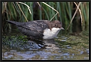 waterspreeuw_MG_6650