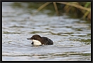 waterspreeuw_MG_6668