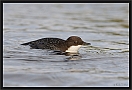 waterspreeuw_MG_6670