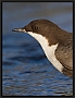 waterspreeuw_MG_7700