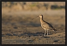 wulp_MG_4177