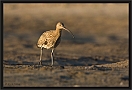 wulp_MG_4199