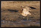 wulp_MG_4319