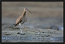 wulp_MG_4844
