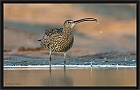 wulp_MG_5775