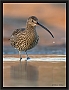 wulp_MG_5788