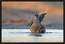wulp_MG_5825