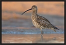 wulp_MG_5838