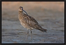 wulp_MG_5915