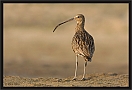 wulp_MG_6886