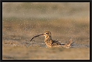 wulp_MG_6935