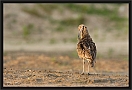 wulp_MG_7019