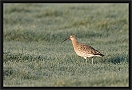 wulp_MG_8028