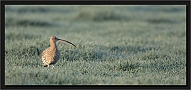 wulp_MG_8115
