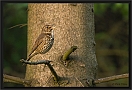 zanglijster_MG_3071