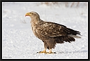 zeearend2_MG_2043